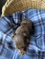 Hazel, a female Dachshund for sale in Caulfield, MO – 8 of 8