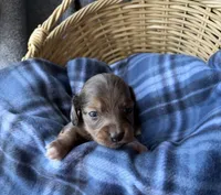 Hazel, a female Dachshund for sale in Caulfield, MO – 3 of 8