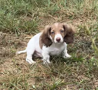 Luca, a male Dachshund for sale in Caulfield, MO – 2 of 10