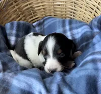 Dottie, a female Dachshund for sale in Caulfield, MO – 3 of 8