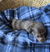 Hazel, a female Dachshund for sale in Caulfield, MO – 5 of 8