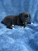 Tink, a female Boxer for sale in Caulfield, MO – 3 of 6