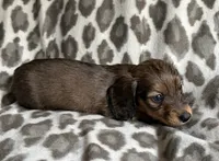Oliver, a male Dachshund for sale in Caulfield, MO – 5 of 6
