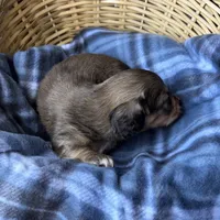 Honey, a female Dachshund for sale in Caulfield, MO – 5 of 6