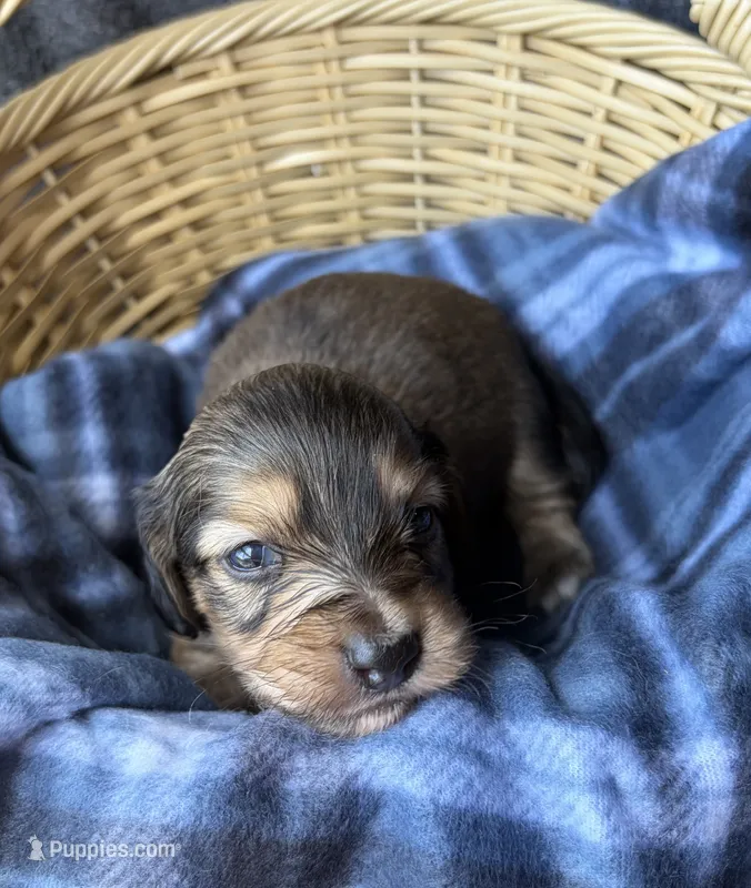 Honey – Dachshund puppy for sale in Caulfield, MO