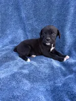 Tink, a female Boxer for sale in Caulfield, MO – 4 of 6