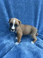 Stella, a female Boxer for sale in Caulfield, MO – 6 of 8