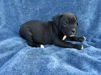 Aurora, a female Boxer for sale in Caulfield, MO – 2 of 6