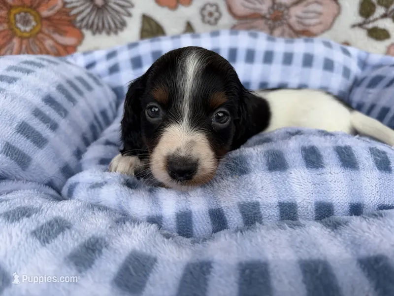 Dottie – Dachshund puppy for sale in Caulfield, MO