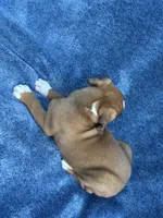 Ben, a male Boxer for sale in Caulfield, MO – 9 of 9