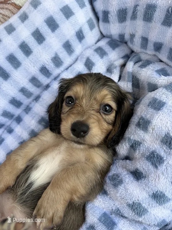 Honey – Dachshund puppy for sale in Caulfield, MO