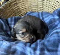 Honey, a female Dachshund for sale in Caulfield, MO – 4 of 6