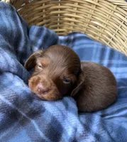 Pickles, a male Dachshund for sale in Caulfield, MO – 3 of 7