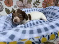 Luca, a male Dachshund for sale in Caulfield, MO – 7 of 10