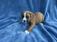 Ben, a male Boxer for sale in Caulfield, MO – 2 of 9