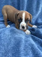 Ben, a male Boxer for sale in Caulfield, MO – 6 of 9