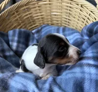 Dottie, a female Dachshund for sale in Caulfield, MO – 6 of 8