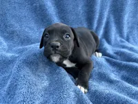 Jasmine, a female Boxer for sale in Caulfield, MO – 7 of 8