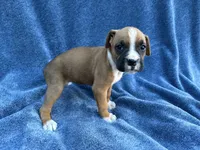 Stella, a female Boxer for sale in Caulfield, MO – 5 of 8