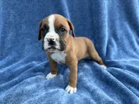 Ben, a male Boxer for sale in Caulfield, MO – 8 of 9