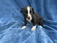 Buzz, a male Boxer for sale in Caulfield, MO – 5 of 7
