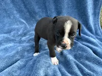 Buzz, a male Boxer for sale in Caulfield, MO – 2 of 7