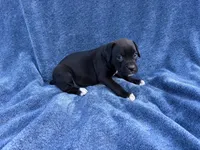 Jasmine, a female Boxer for sale in Caulfield, MO – 6 of 8
