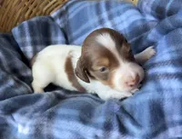 Luca, a male Dachshund for sale in Caulfield, MO – 4 of 8
