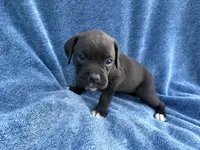 Ariel, a female Boxer for sale in Caulfield, MO – 3 of 6