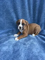 Ben, a male Boxer for sale in Caulfield, MO – 4 of 9