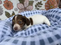 Luca, a male Dachshund for sale in Caulfield, MO – 5 of 10