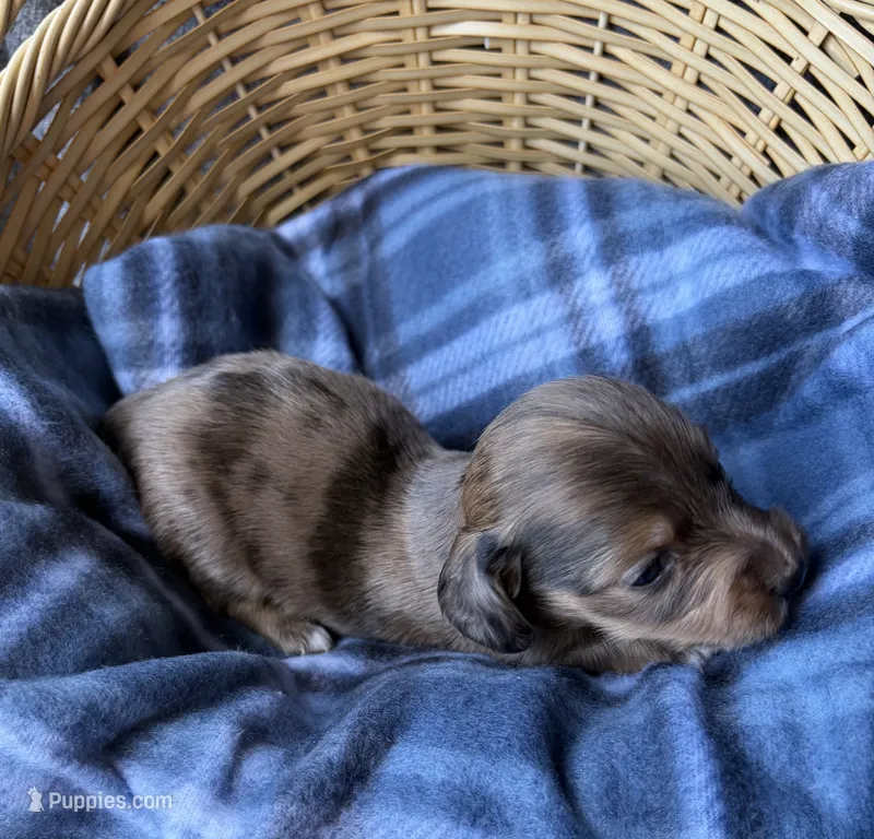 Hazel – Dachshund puppy for sale in Caulfield, MO