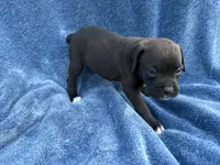 Ariel, a female Boxer for sale in Caulfield, MO – 4 of 6