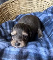 Honey, a female Dachshund for sale in Caulfield, MO – 3 of 6