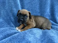 Belle, a female Boxer for sale in Caulfield, MO – 5 of 7