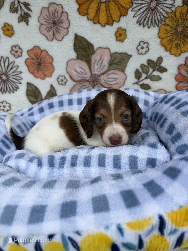 Luca – Dachshund puppy for sale in Caulfield, MO