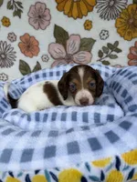 Luca, a male Dachshund for sale in Caulfield, MO – 1 of 10
