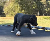 Buzz, a male Boxer for sale in Caulfield, MO – 2 of 10
