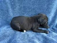 Aurora, a female Boxer for sale in Caulfield, MO – 6 of 6