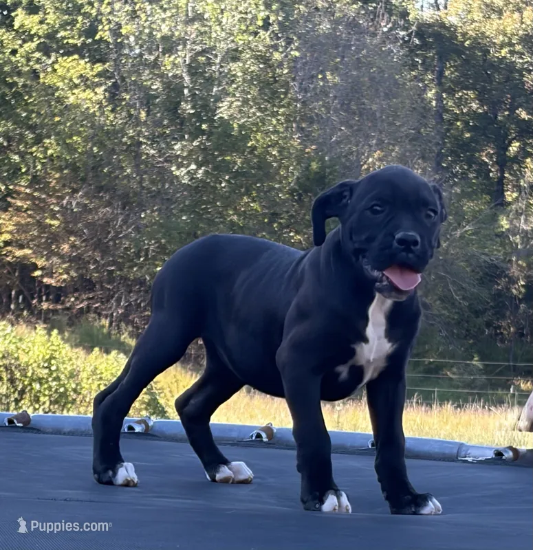 Aurora – Boxer puppy for sale in Caulfield, MO