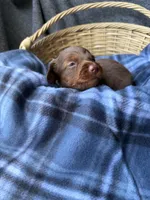 Pickles, a male Dachshund for sale in Caulfield, MO – 7 of 7