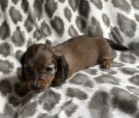 Lilo, a female Dachshund for sale in Caulfield, MO – 6 of 6