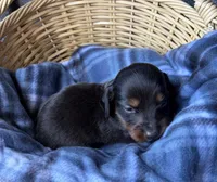 Dusty, a male Dachshund for sale in Caulfield, MO – 3 of 5