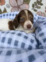 Luca, a male Dachshund for sale in Caulfield, MO – 2 of 10