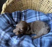 Hazel, a female Dachshund for sale in Caulfield, MO – 7 of 8