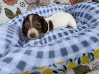 Luca, a male Dachshund for sale in Caulfield, MO – 6 of 10
