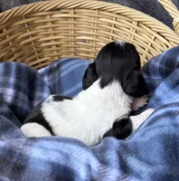 Dottie, a female Dachshund for sale in Caulfield, MO – 7 of 8