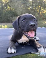 Ariel, a female Boxer for sale in Caulfield, MO – 1 of 8