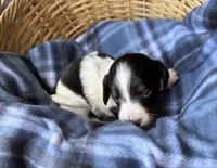 Dottie, a female Dachshund for sale in Caulfield, MO – 4 of 8