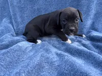 Jasmine, a female Boxer for sale in Caulfield, MO – 3 of 8